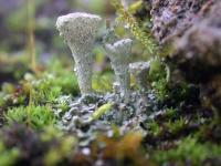 Os fungos e líquenes