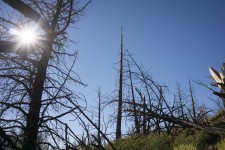 Árvores queimadas de floresta nacional