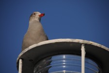 Close up of Seagull on Harbor Light