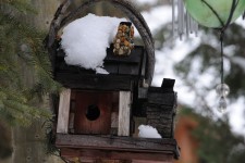 Close-up Of Snowy Birdhouse