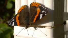 Gros plan d'un papillon
