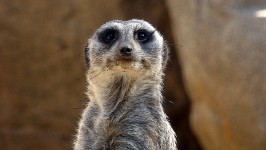 Closeup Of Meerkat Face
