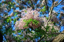 Cluster of seringa tree flowers