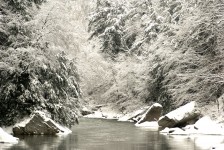 Cold Creek través de bosques nevados