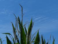Corn Tops Against Blue Sky