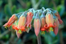 Cotyledon flowers