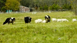 Vacas e cabras nas Meadow