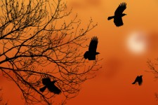 Crows ao amanhecer