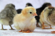 Cute Baby Chicks