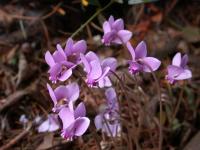 Cyclamens sauvages
