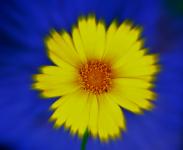 Daisy zoom with blue background