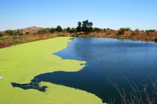 Barrage avec la croissance des algues