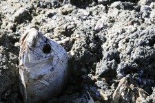 Peces muertos en el mar de Salton