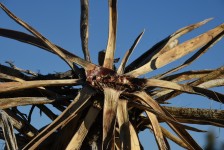 Dead Yucca Tree Top