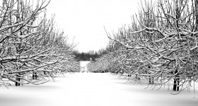 Down The Rows Of Snow