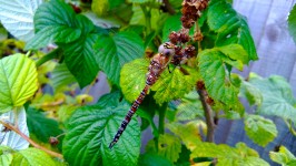Dragonfly pe zmeură close-up