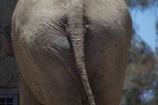 Elephant hátulja