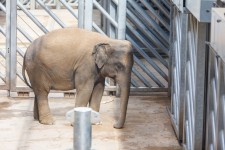 Elefant într-o cușcă