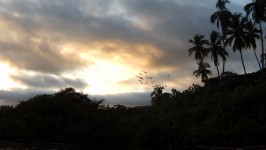 Evening Stormo di uccelli