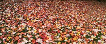 Cadono le foglie di sfondo