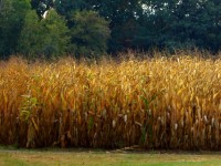 Campo del maíz