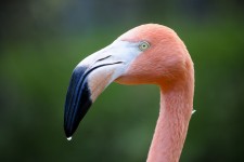 Flamingo close-up