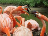 Flamingo narancs