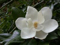 Bloem van de magnolia