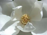 Bloem van de magnolia