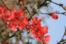 Flowering Tree, Vermelho