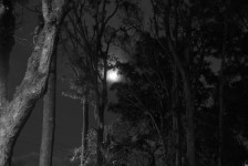 夜間の森