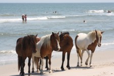 Vier wilde pony's op het Strand