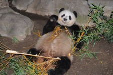 Ganzkörper-Ansicht, der Panda-Bär