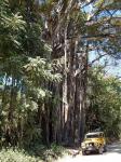 Gigante Ficus com Land Rover