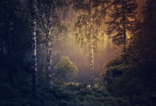 Sombre fond de la forêt