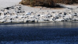 Great Egret at Salton Sea Lake