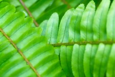 Green Plant Leaves Detail