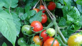 Grown własne pomidory