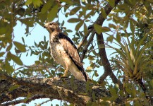Hawk perched on tree