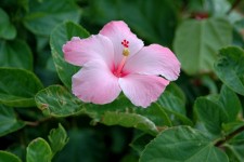 Flor del hibisco