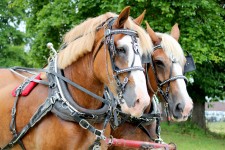 Horses pulling cart