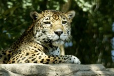 Jaguar na rocha