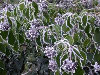 Frosted Garden