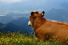 Krowa z panoramą