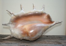 Large pink sea shell with spines