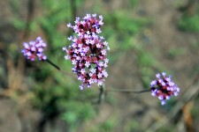 Lilac veld flower