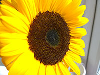 Macro close-up van de zonnebloem