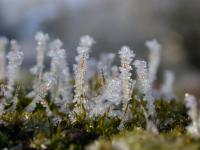 Macro frosty moss