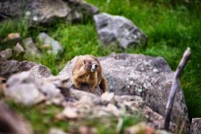 Marmot On Boulder
