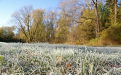 Manhã Frost na grama